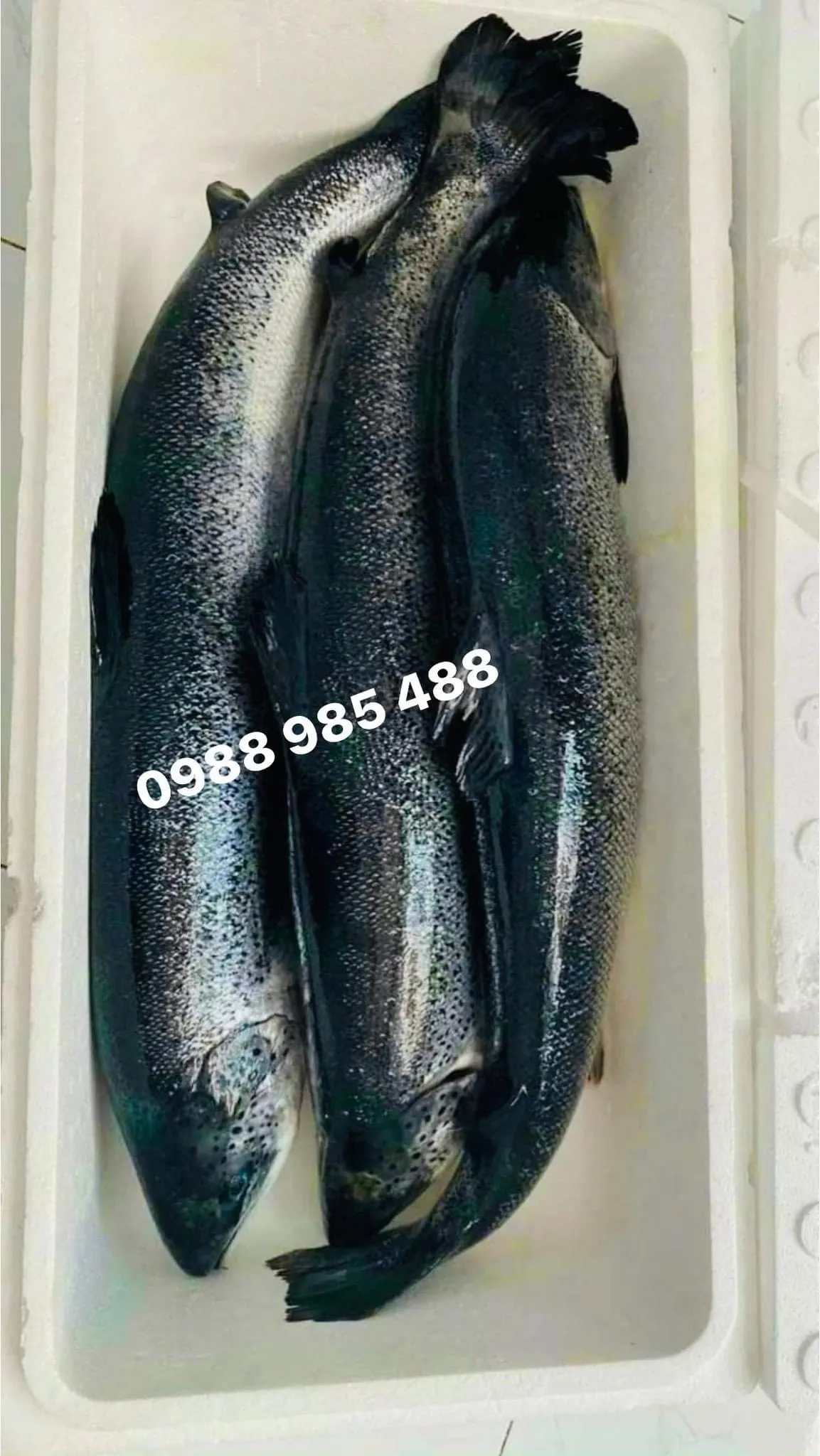 Sashimi cá hồi – món hải sản nấu sẵn Thu Hoài, Nha Trang
