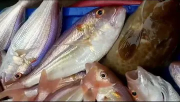 Cá biển tươi – Hải Sản Thu Hoài, Nha Trang