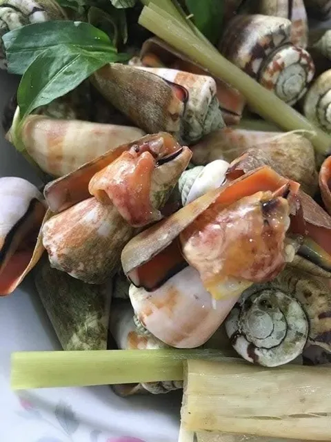 Ốc nhảy sống – Vùng biển Khánh Hòa